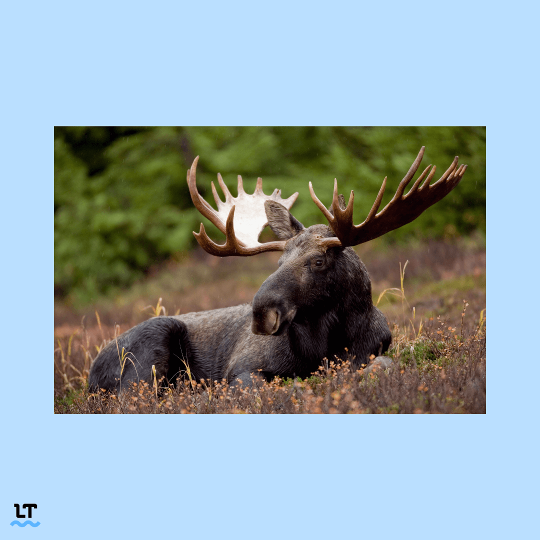 Photo shows a picture of a male moose. 